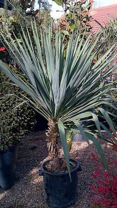 there is a large plant in the middle of some potted plants on the ground