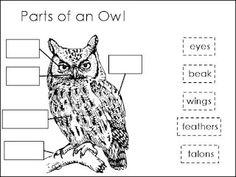 an owl worksheet with words and pictures