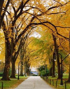 a tree lined street with lots of yellow leaves