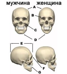 three different views of the human skull and their corresponding facial features are shown in this diagram