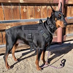 a black and brown dog standing on top of a dirt ground next to a wooden fence