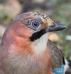 a close up of a bird with a blue and white stripe on it's head