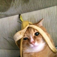 an orange and white cat wearing a banana hat on top of it's head