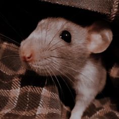 a rat is peeking out from under a blanket