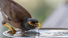 a bird drinking water from a metal bowl with it's wings spread wide open