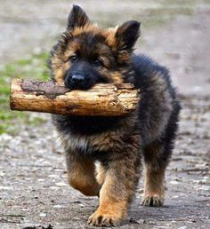 a puppy carries a log in its mouth