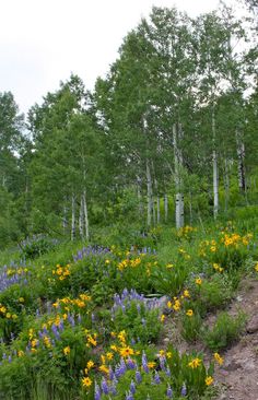 wildflowers and other plants grow on the side of a dirt road in front of trees