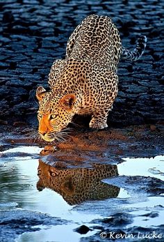 a leopard is walking across the water with its reflection in it's puddles