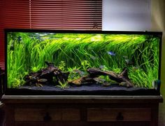 an aquarium filled with lots of green plants