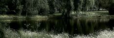 a pond surrounded by trees and grass