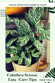 Calathea Setosa Easy Care Tips Ctenanthe Setosa Care, Calathea Setosa Care, Setosa Calathea, Calathea Setosa, Ctenanthe Setosa, Prayer Plant Care