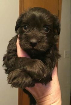 a small black puppy is being held by someone