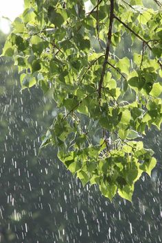 green leaves are hanging from the branches of a tree with rain coming down on them