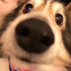 a close up of a dog's face with it's tongue out