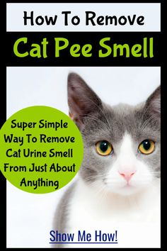 a gray and white cat with the words how to remove cat pee smell