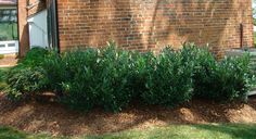 a brick building with green plants growing in the front yard and on the side of it