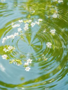 white flowers are floating in the water with ripples on it's surface and green leaves