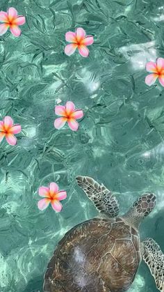 a turtle swimming in the water with pink flowers floating on it's back side