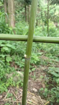 a tall bamboo tree in the middle of a forest