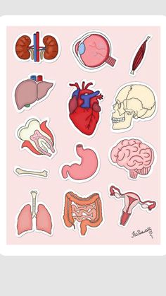 the human body and organs stickers are shown on a light pink background with white border