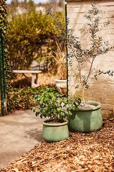 two potted plants sitting next to each other on the ground in front of a building