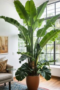 a large potted plant sitting on top of a rug in front of a window