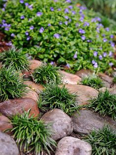 some rocks and plants with purple flowers growing out of the top one in the middle