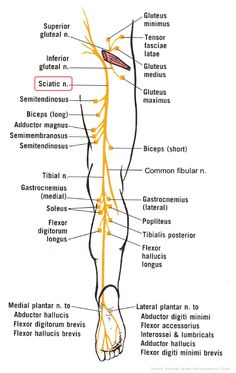 Sciatic Nerve Anatomy, Sciatic Nerve Diagram, Siatic Nerve, Punkty Spustowe, Nerve Anatomy, Decompression Therapy, Manual Driving, Sciatica Symptoms, Bolesti Chrbta