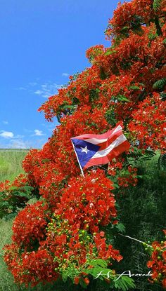 a texas flag flying in the wind next to red flowers on a tree with green grass and blue sky