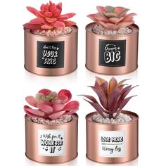 three small pots with plants in them