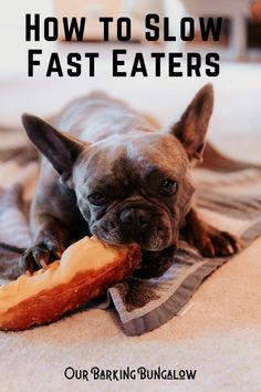 a dog laying on the floor with a piece of bread in its mouth and an ad that reads, dog food is not just dog food