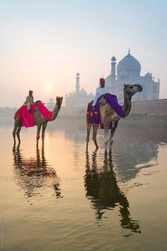 two camels are standing in the water near a building