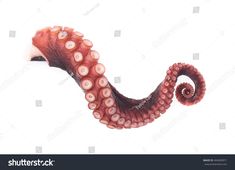 an octopus on white background with clipping area for the word's name in it