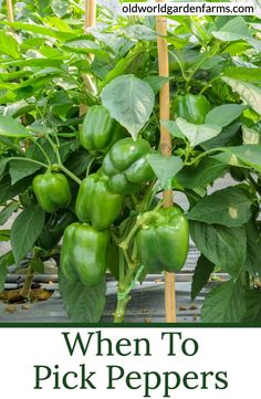 green peppers growing in the garden with text overlay that reads when to pick peppers