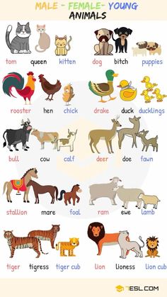 a poster with different types of animals and their names in english, spanish, and french