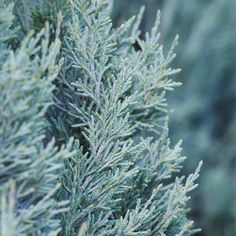 the branches of a tree are covered in frost