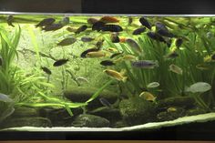 an aquarium filled with lots of different types of fish