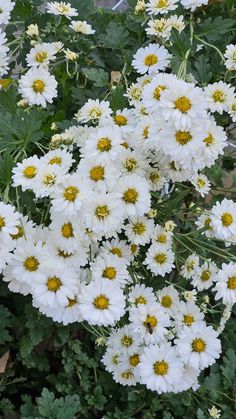 white flowers with yellow centers blooming in a garden