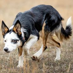 a black, white and brown dog running in the grass