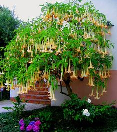 a tree with yellow flowers hanging from it's branches