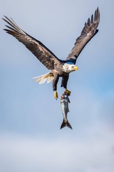 an eagle flying through the air with a fish in it's talon while holding on to another bird