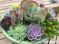 an arrangement of succulents in a bowl on a bench