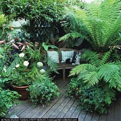 a wooden deck surrounded by lots of green plants