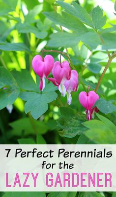 pink flowers with green leaves and the words 7 perfect perennials for the lazy gardener