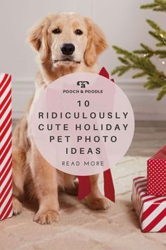 holiday pet photo ideas Holiday Pet Photo Ideas, Dog From Nightmare Before Christmas, Dog Photo Christmas Cards, Pet Photo Ideas, Christmas Card Photo Ideas With Dog, Pet Christmas Pictures, Holiday Pet Photography, Zero The Dog, Holiday Dog Photos