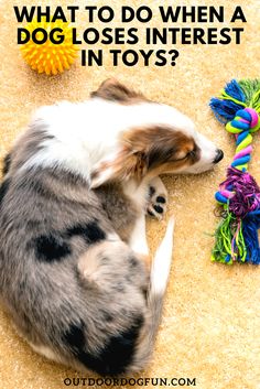 a dog laying on the floor next to toys with caption that reads, what to do when a dog loses interest in toys?