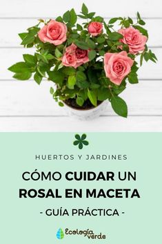 pink roses in a pot with the words como cuidar un rosal en maceta