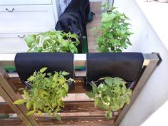 a black dog standing next to some plants