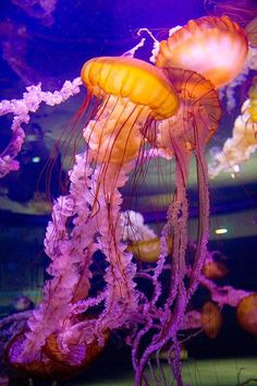 jellyfish swimming in an aquarium tank with purple and yellow colors on the water,