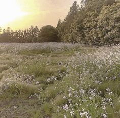 an open field with flowers and trees in the background